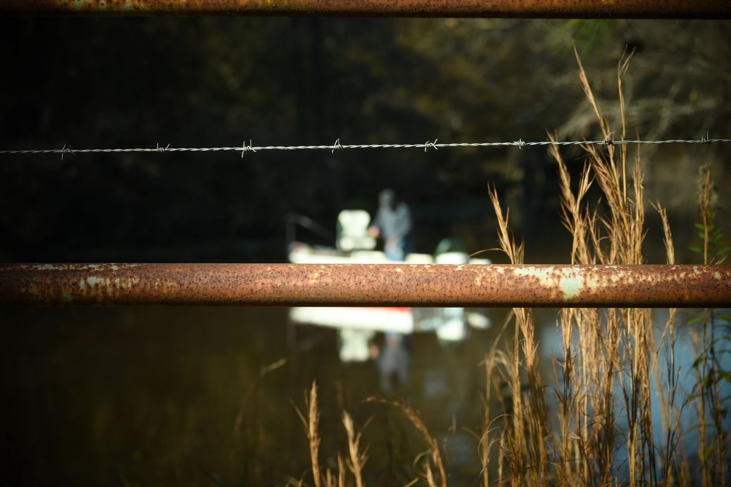 Tall golden grasses sway against a blurred background of water and trees at sunset.