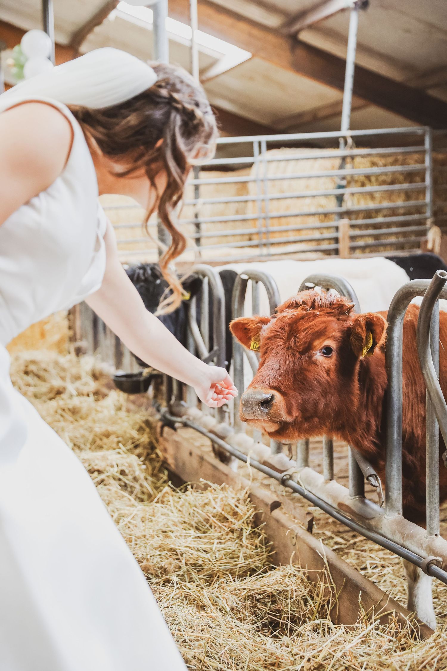 Person in white dress feeding a brown calf in a barn stall. Bruiloften fotografie.
