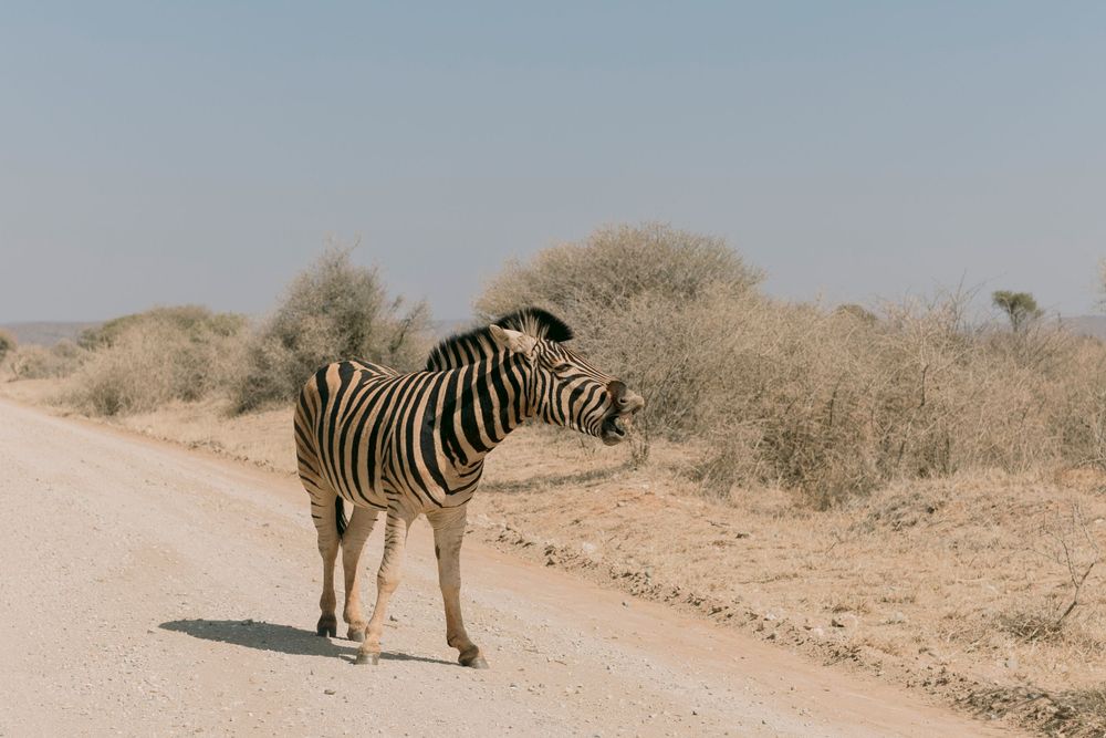 A zebra walking away on a dusty dirt road surrounded by dry African savanna bush landscape.
