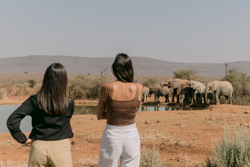 Two women watching a herd of elephants drinking at a waterhole in the African wilderness.