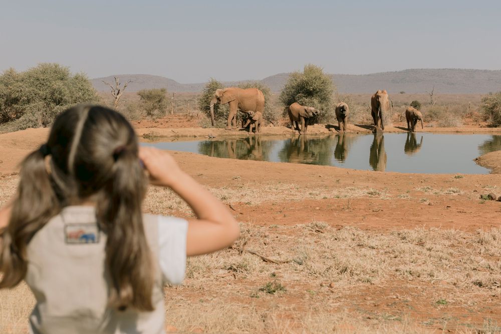 Woman photographing elephants drinking at a waterhole in the African bush on safari.