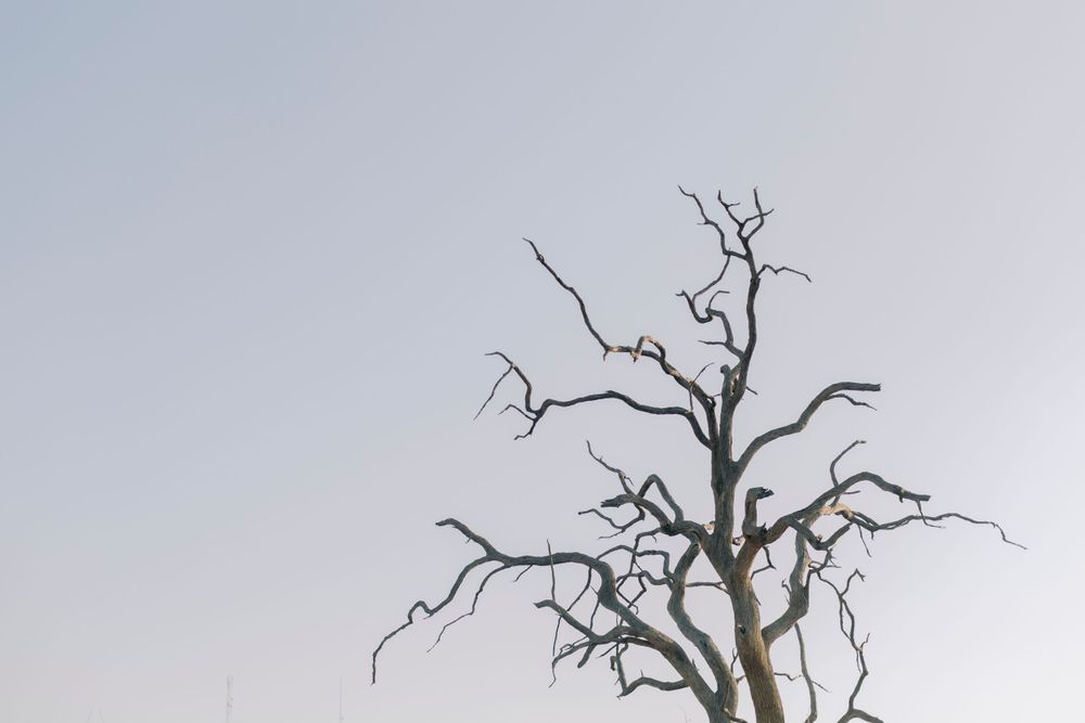 Bare leafless tree silhouette against a pale grey sky in African wilderness.