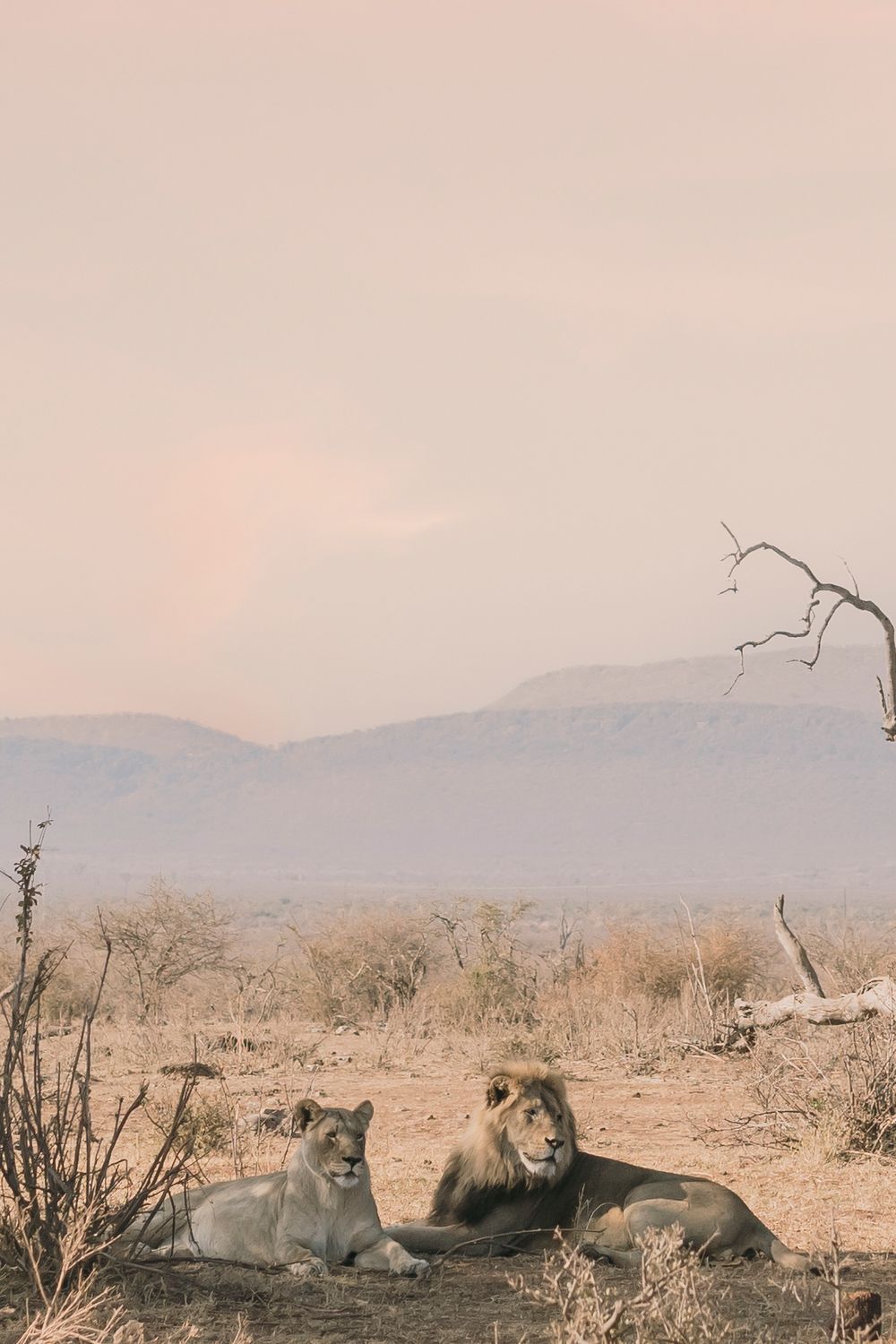 Male lion and lioness resting together in an African savanna landscape with mountains at dusk.