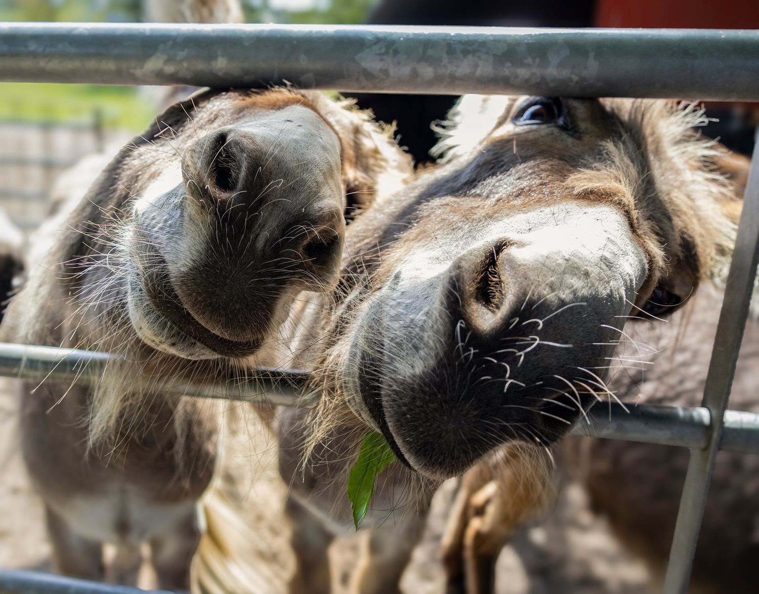 Two curious donkeys with fuzzy muzzles peek through a wire fence at the camera in close-up view.
