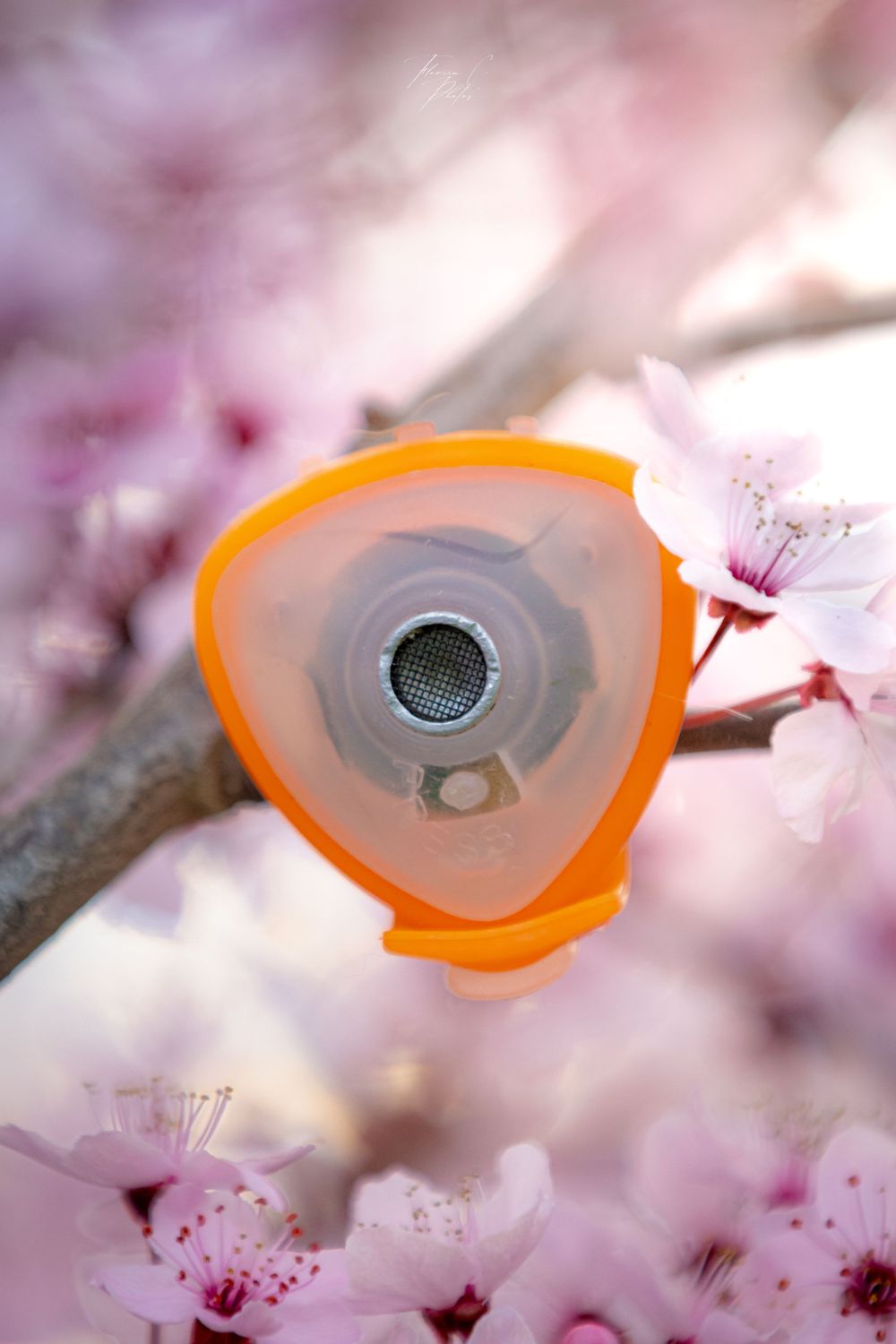 SoundShield / protection tiques / Cyno-Pro / fleurs roses / soleil / photo / promotion produits / chien