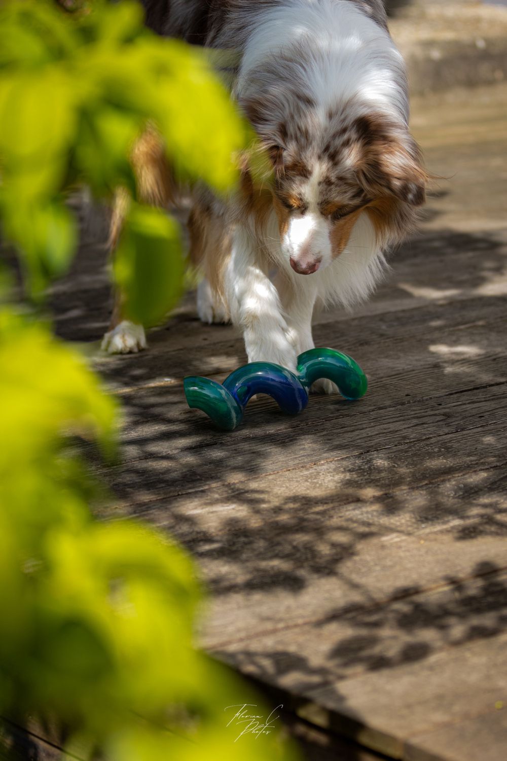Chien / jouet / jouet spirale / jouet chien / photo / nature / Alsace / Kong / Cyno-Pro