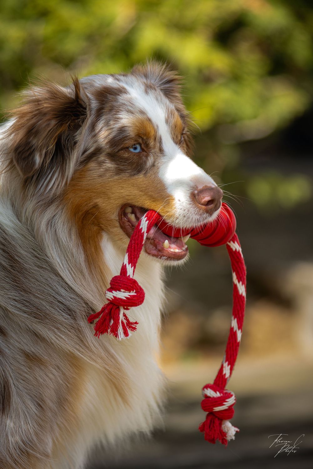 Chien / jouet / corde / rouge / Kong / Cyno-Pro / photo