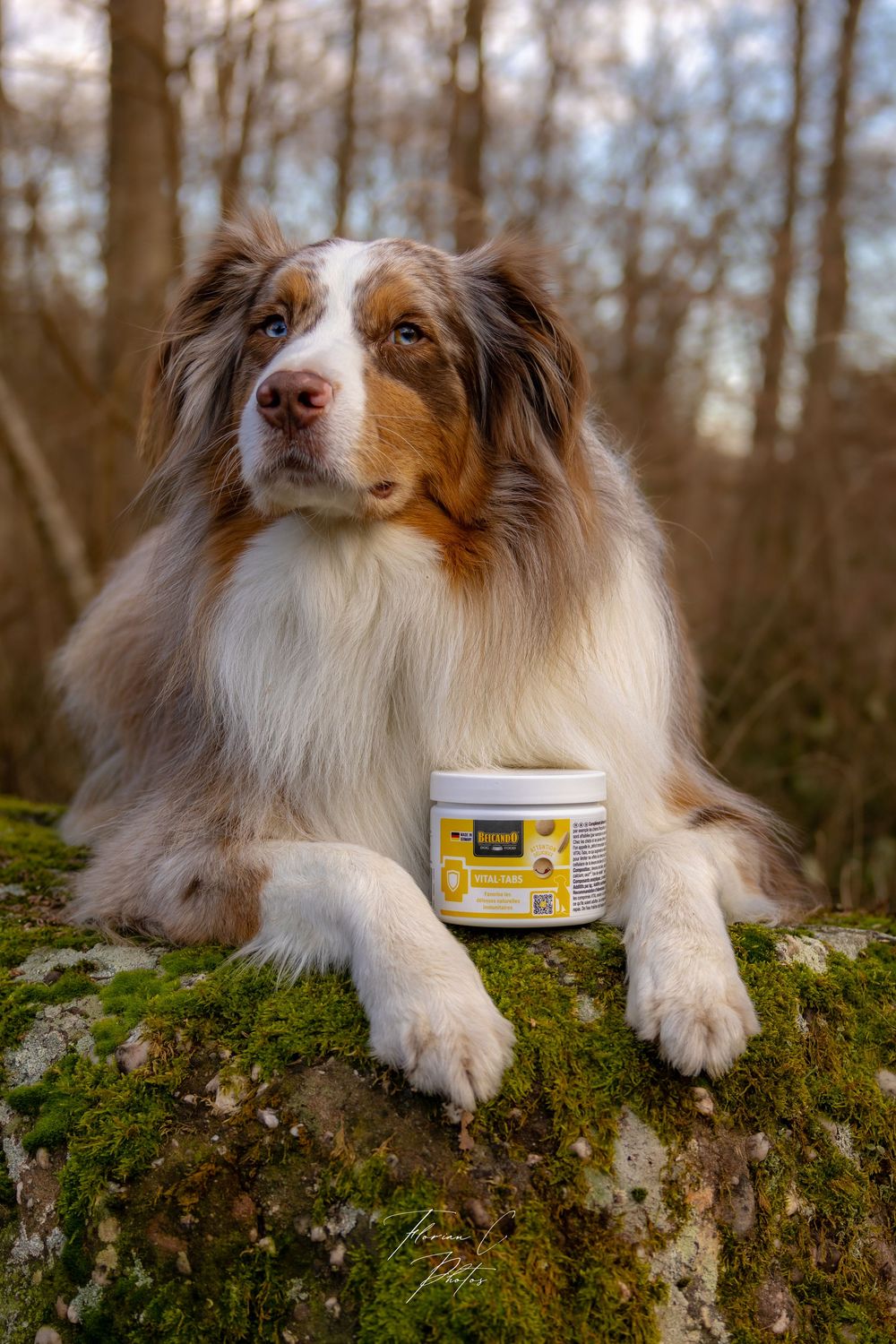 Chien / berger australien / cyno-pro / belcando / complément alimentaire