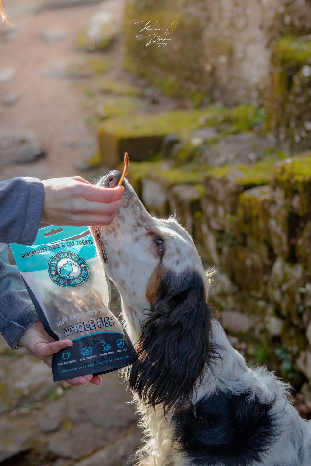 Chien / friandises / alimentation / alsace
