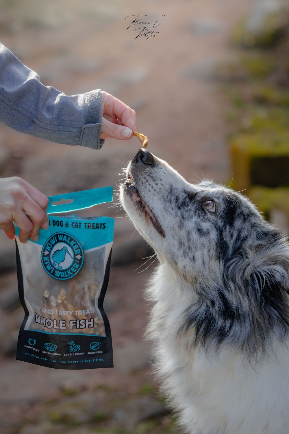 chien / friandises / alimentation / alsace