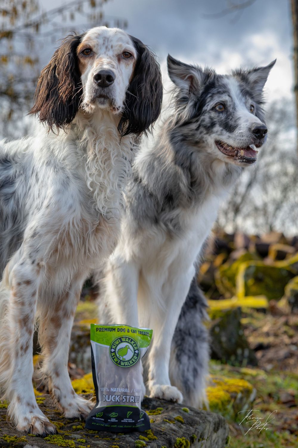 chien / friandises / alimentation / alsace