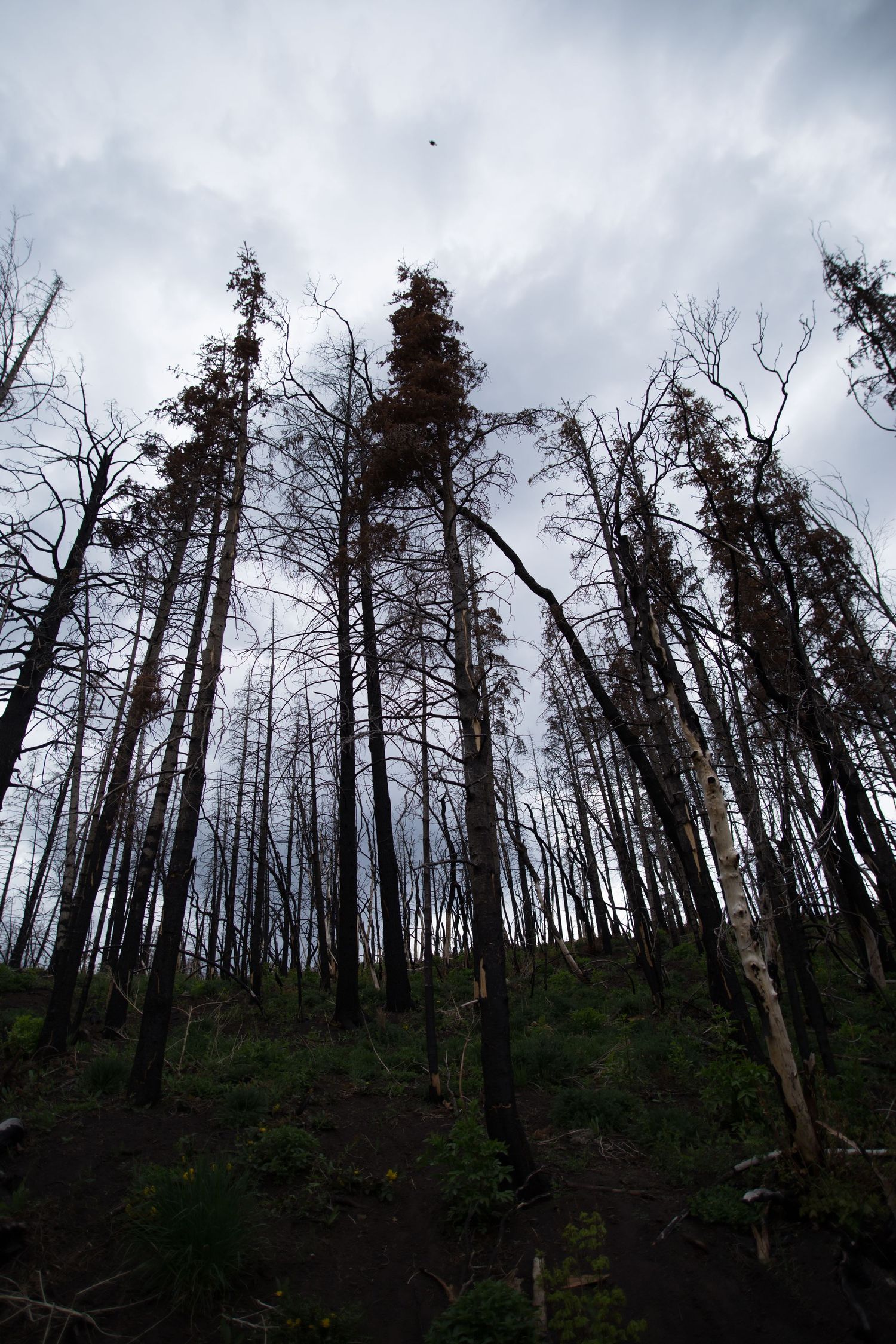 burned trees in payson canyon utah dragon photoshoot