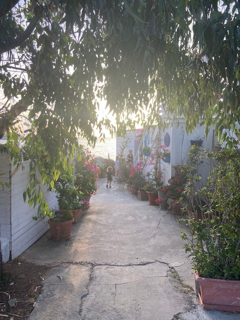 Sunlit garden pathway lined with potted flowers and overhanging willow branches casting dappled shadows on concrete.