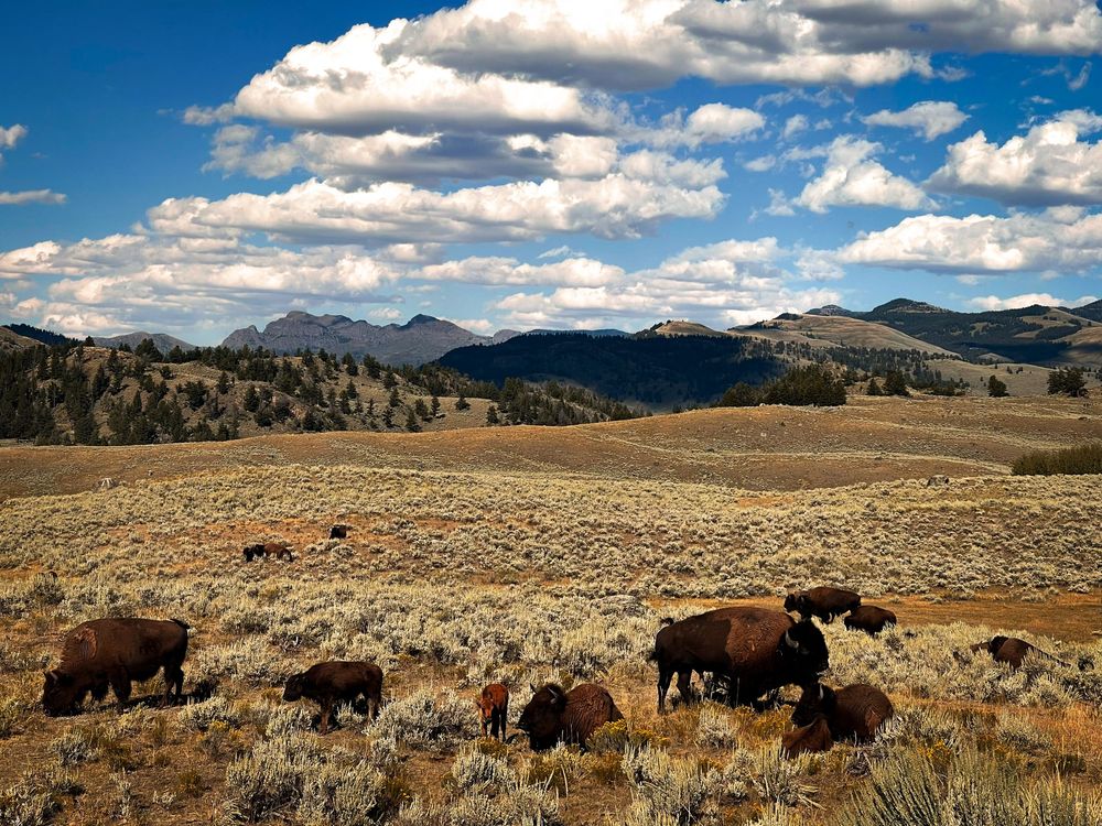 bison valley