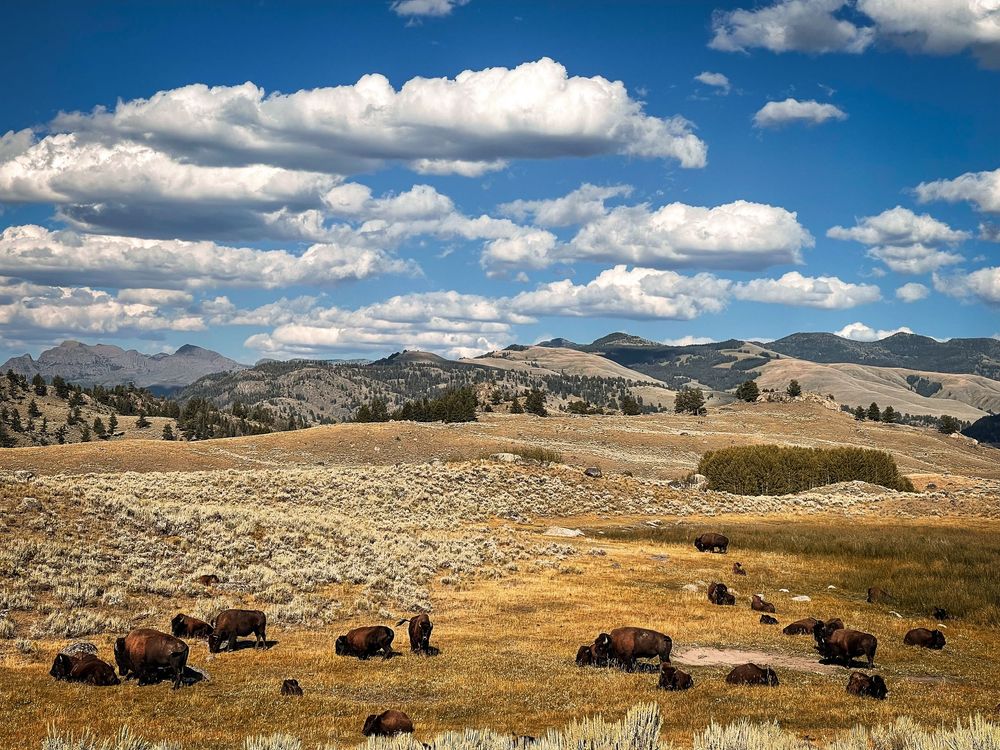 bison valley