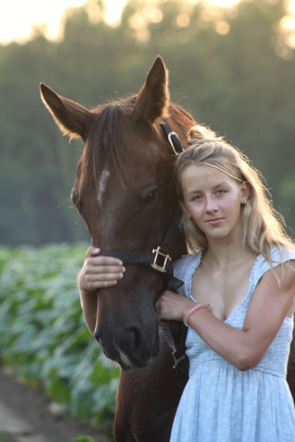A dark bay horse with a leather halter stands close to someone in a white dress during sunset.