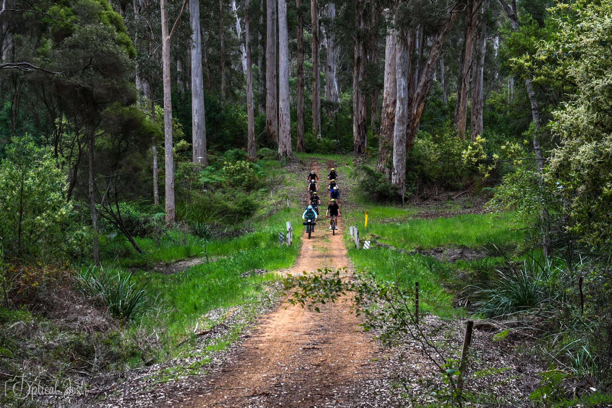 Two people and their dogs jog along a scenic forest trail surrounded by tall eucalyptus trees and green undergrowth.