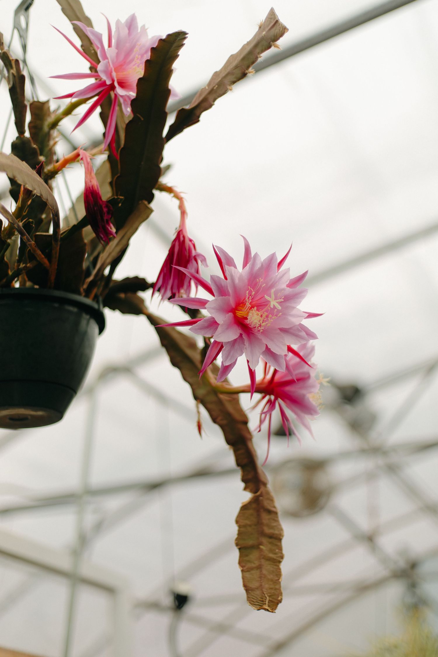 Pink epiphyllum cactus flowers blooming in a hanging pot with dramatic lighting in a greenhouse setting.