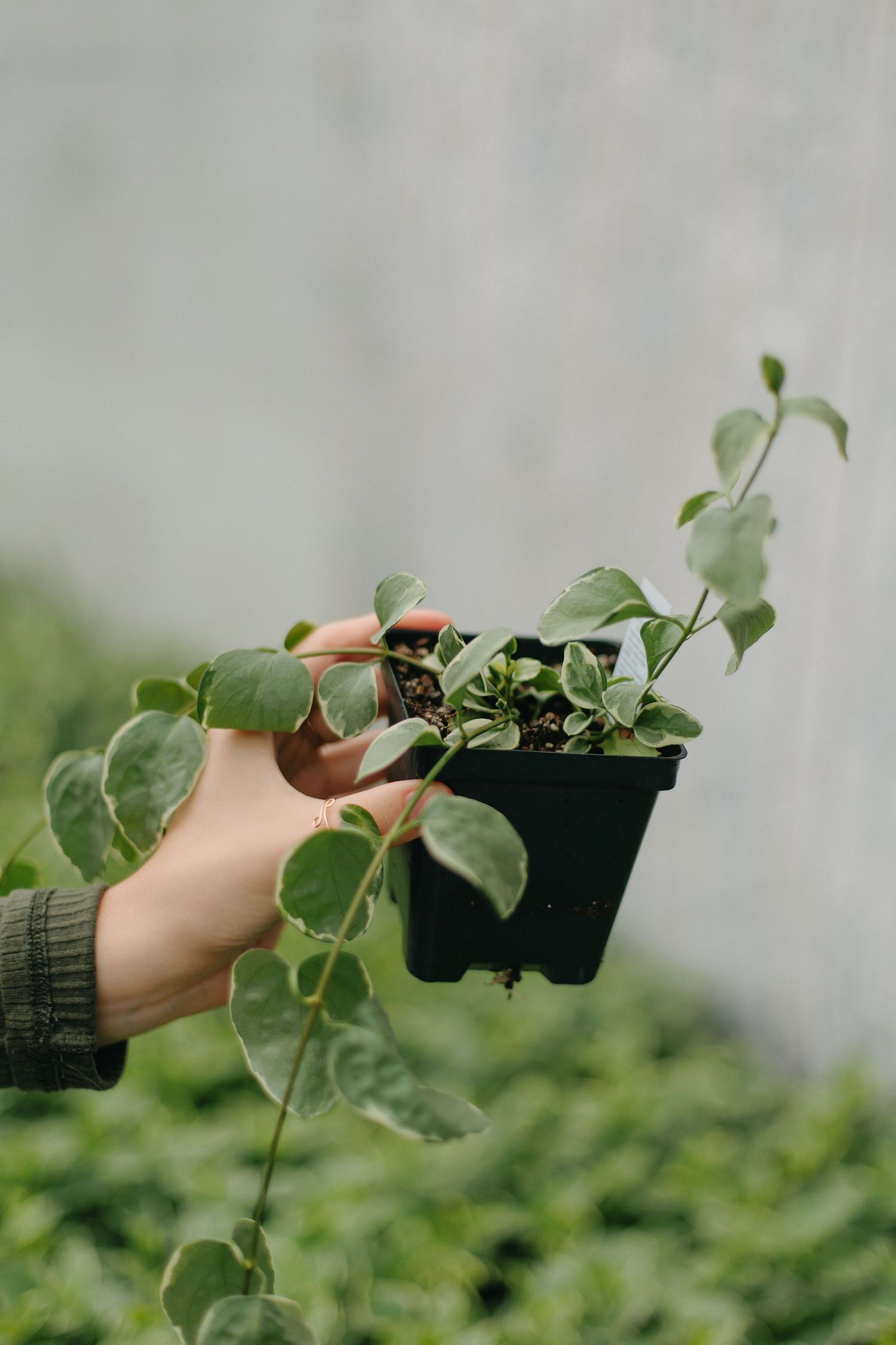 A hand holds a small potted plant with variegated leaves against a backdrop of lush greenery in a nursery.