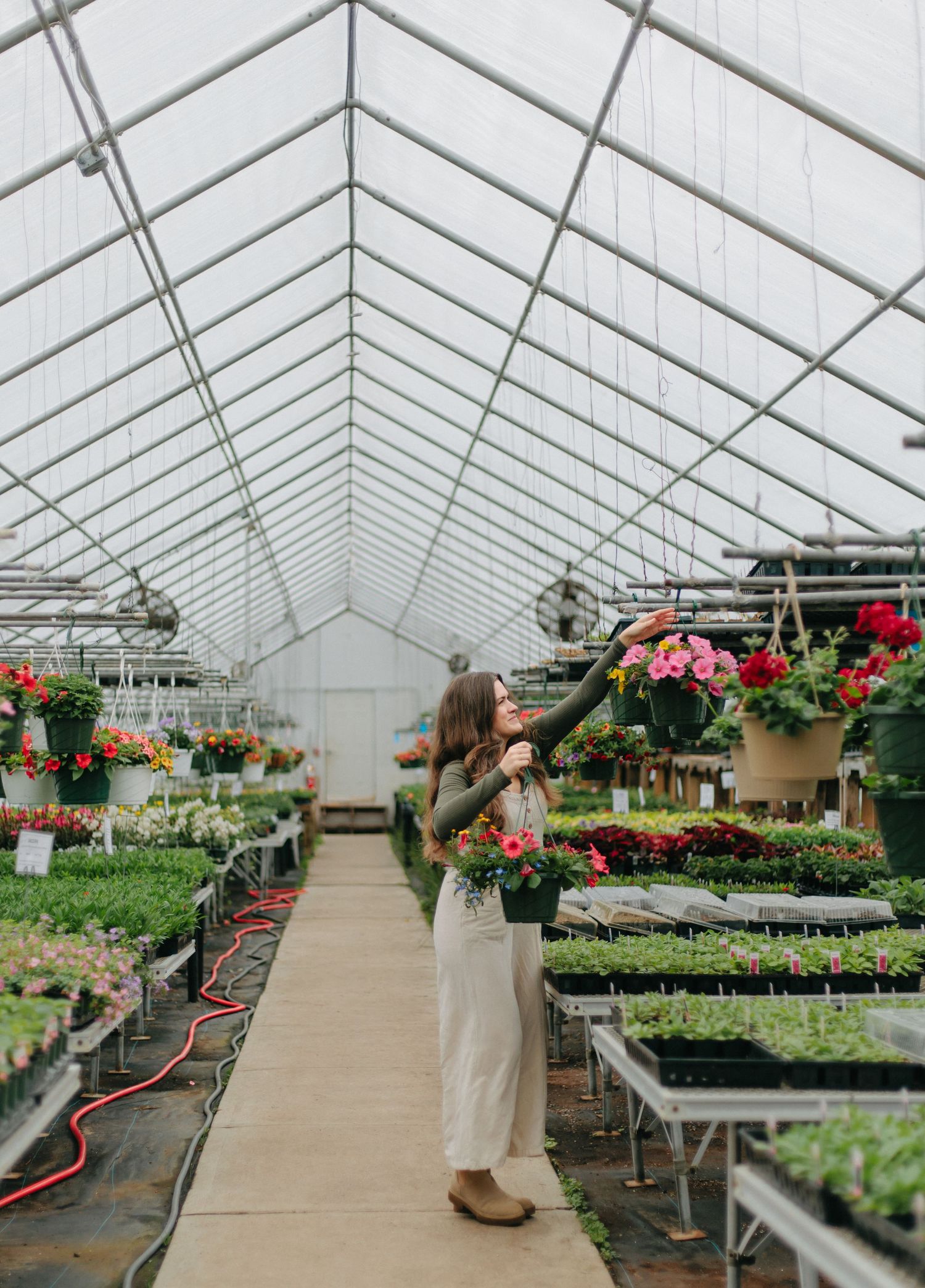 Inside a greenhouse with rows of plants and hanging baskets, showing the transparent roof structure and walkway.
