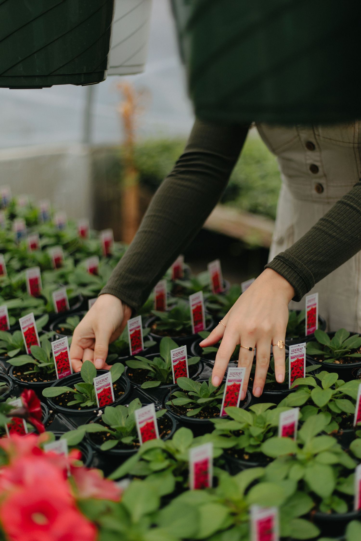 Close-up of hands arranging plant labels in rows of small potted seedlings in a greenhouse.
