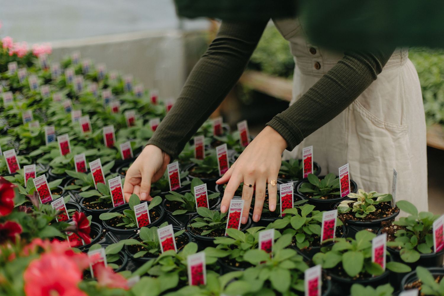 Person in olive sleeves tending to rows of potted green plants with small red labels in a greenhouse setting.