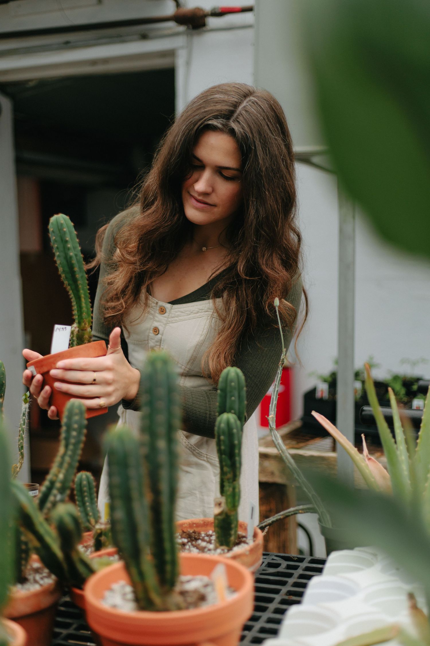 A person tends to potted cactus plants on shelves in a greenhouse setting during a gardening session.