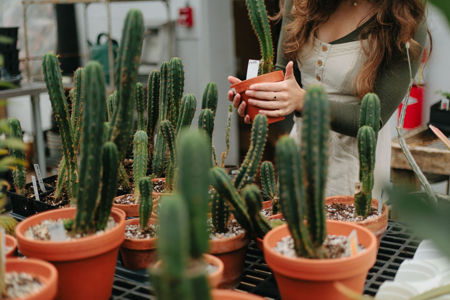 Collection of potted cactus plants arranged on a greenhouse shelf.