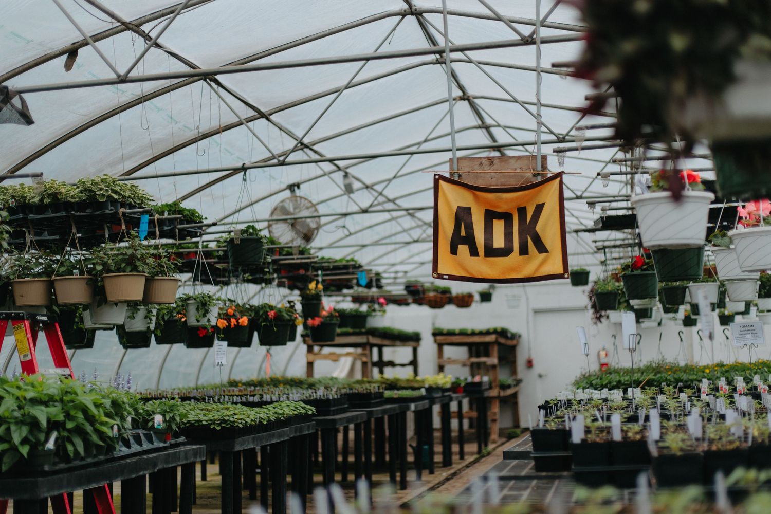 Interior of commercial greenhouse with hanging plants and ADK sign visible in the plastic-covered structure.