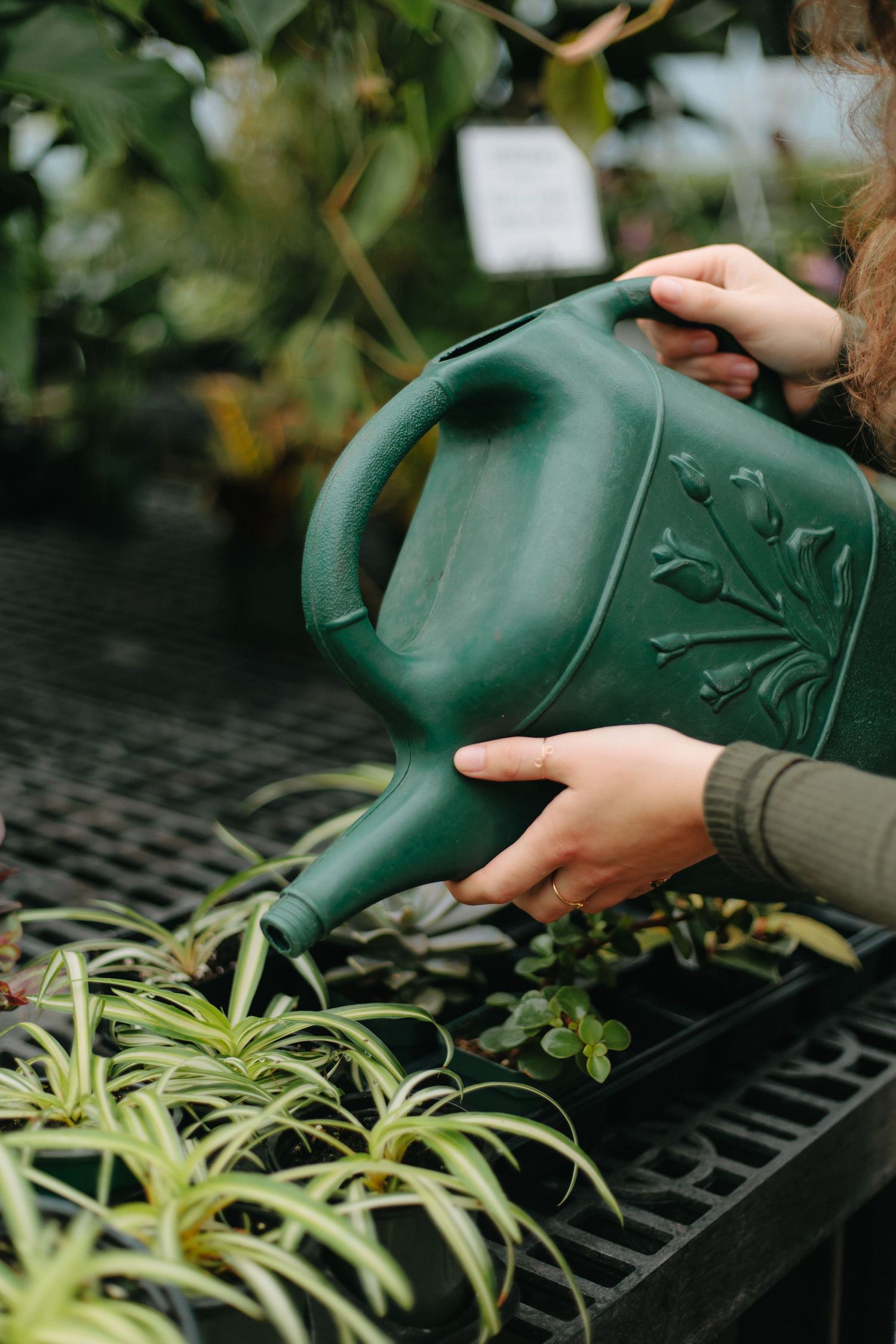 Hands holding a green decorative watering can over plants on a nursery shelf.
