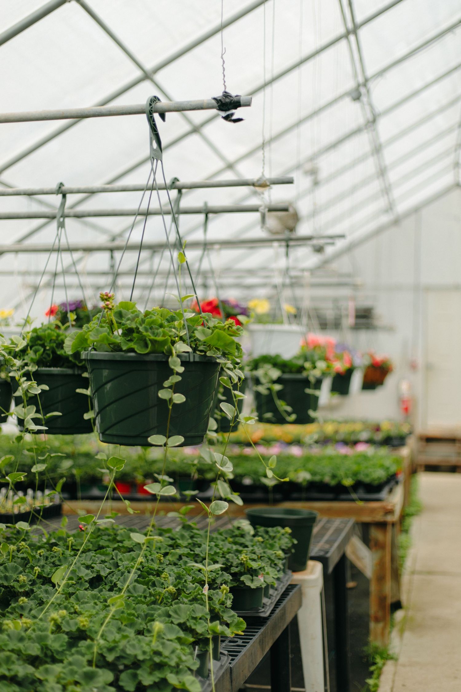 Rows of colorful potted plants and hanging baskets line the interior of a bright greenhouse with structural beams overhead.