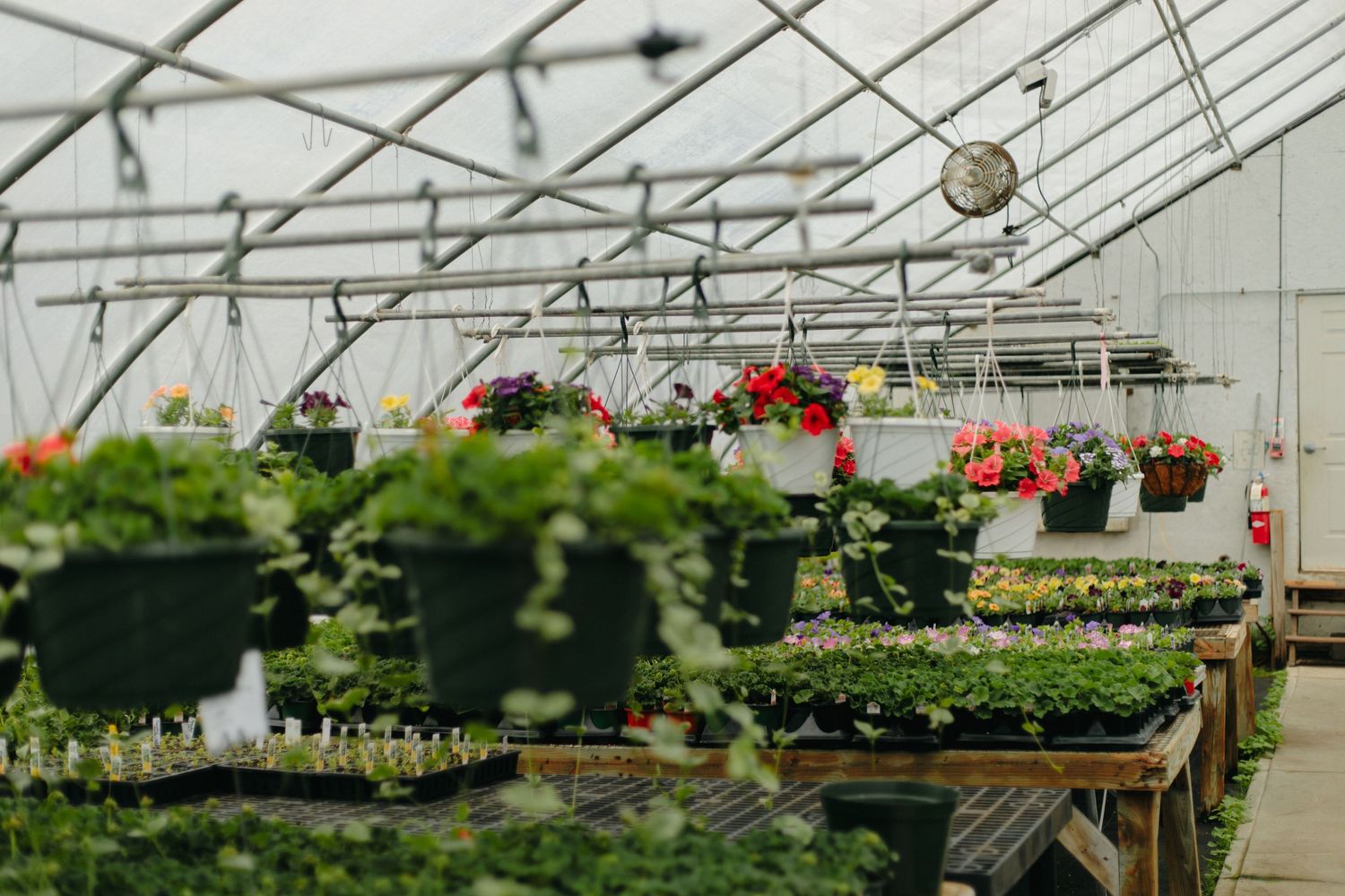 Interior view of a commercial greenhouse showing rows of hanging baskets and potted plants under fluorescent lighting.