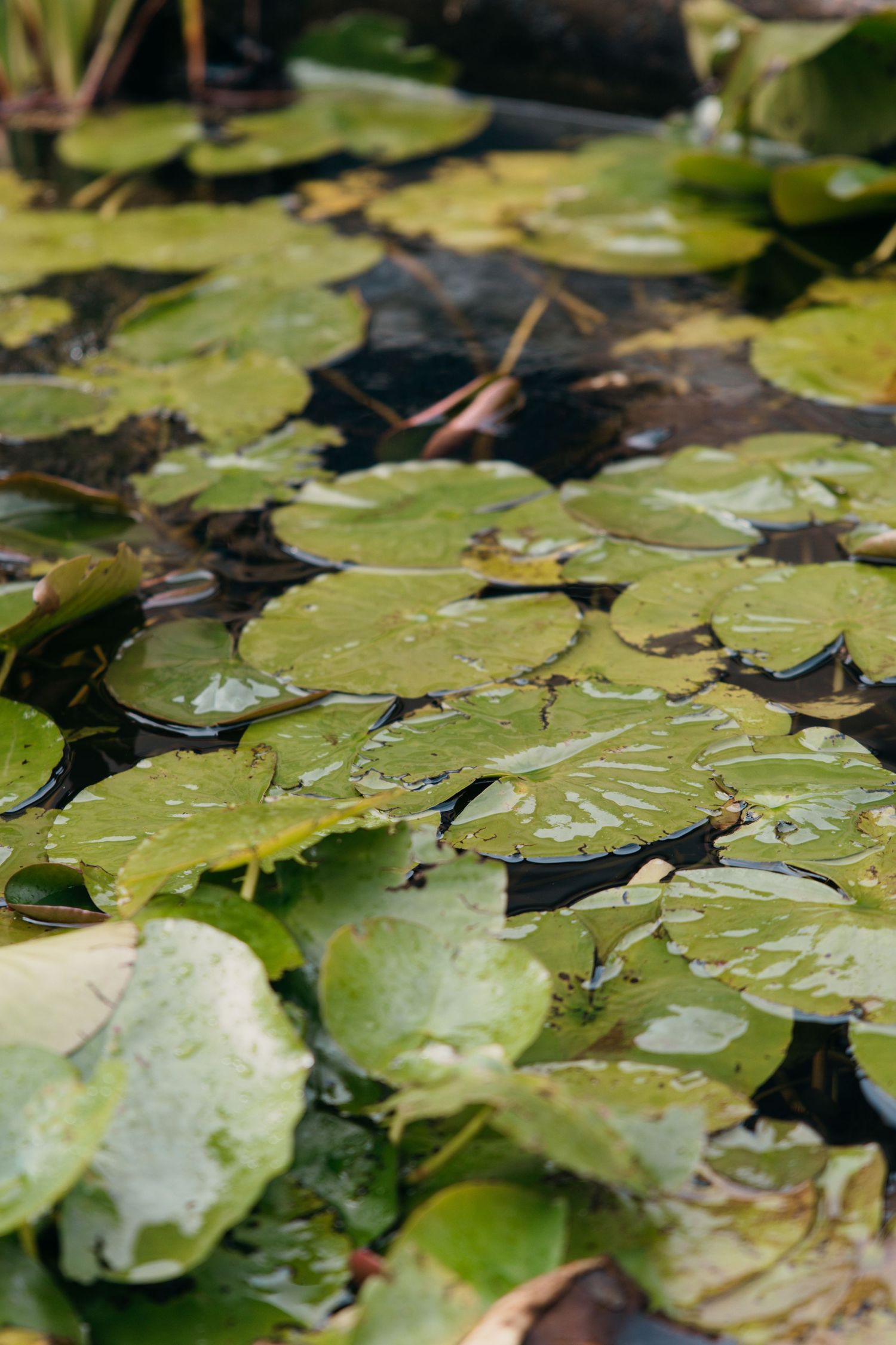 Green lily pads floating on dark water with water droplets glistening in natural light.