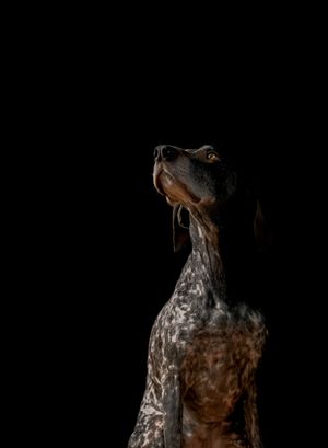 Wild Point Studio
Dog Photography
Ottawa
Gatineau
Dog photography