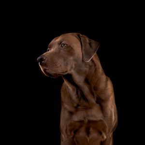 Wild Point Studio
Dog Photography
Ottawa
Gatineau
Dog photography