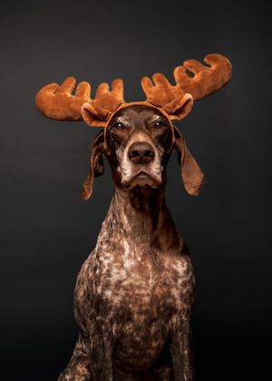 Wild Point Studio
Dog Photography
Ottawa
Gatineau
Dog photography