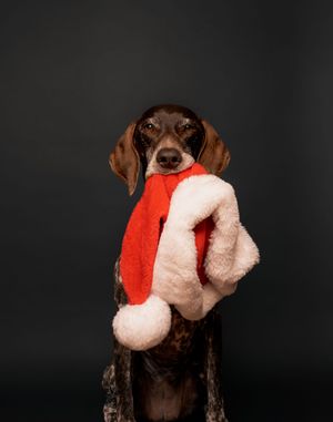 Wild Point Studio
Dog Photography
Ottawa
Gatineau
Dog photography