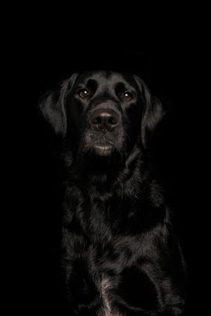 Wild Point Studio
Dog Photography
Ottawa
Gatineau
Dog photography