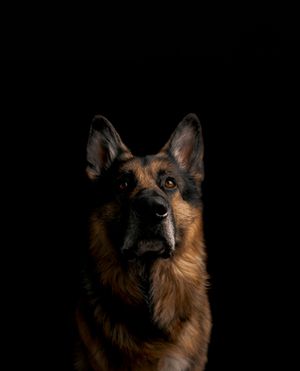 Wild Point Studio
Dog Photography
Ottawa
Gatineau
Dog photography