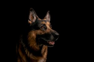 Wild Point Studio
Dog Photography
Ottawa
Gatineau
Dog photography