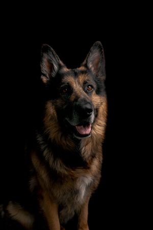 Wild Point Studio
Dog Photography
Ottawa
Gatineau
Dog photography