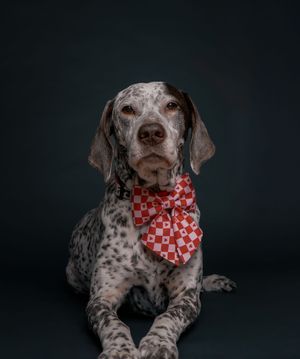 Wild Point Studio
Dog Photography
Ottawa
Gatineau
Dog photography