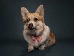 Wild Point Studio
Dog Photography
Ottawa
Gatineau
Dog photography