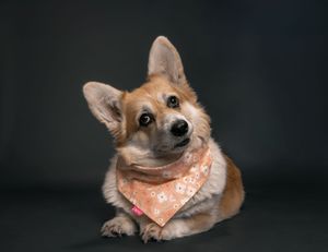Wild Point Studio
Dog Photography
Ottawa
Gatineau
Dog photography