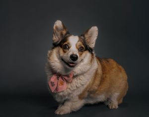 Wild Point Studio
Dog Photography
Ottawa
Gatineau
Dog photography
