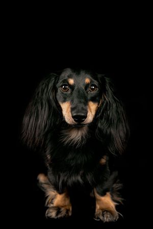 Wild Point Studio
Dog Photography
Ottawa
Gatineau
Dog photography