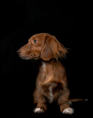 Wild Point Studio
Dog Photography
Ottawa
Gatineau
Dog photography