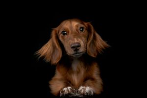Wild Point Studio
Dog Photography
Ottawa
Gatineau
Dog photography