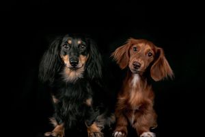 Wild Point Studio
Dog Photography
Ottawa
Gatineau
Dog photography