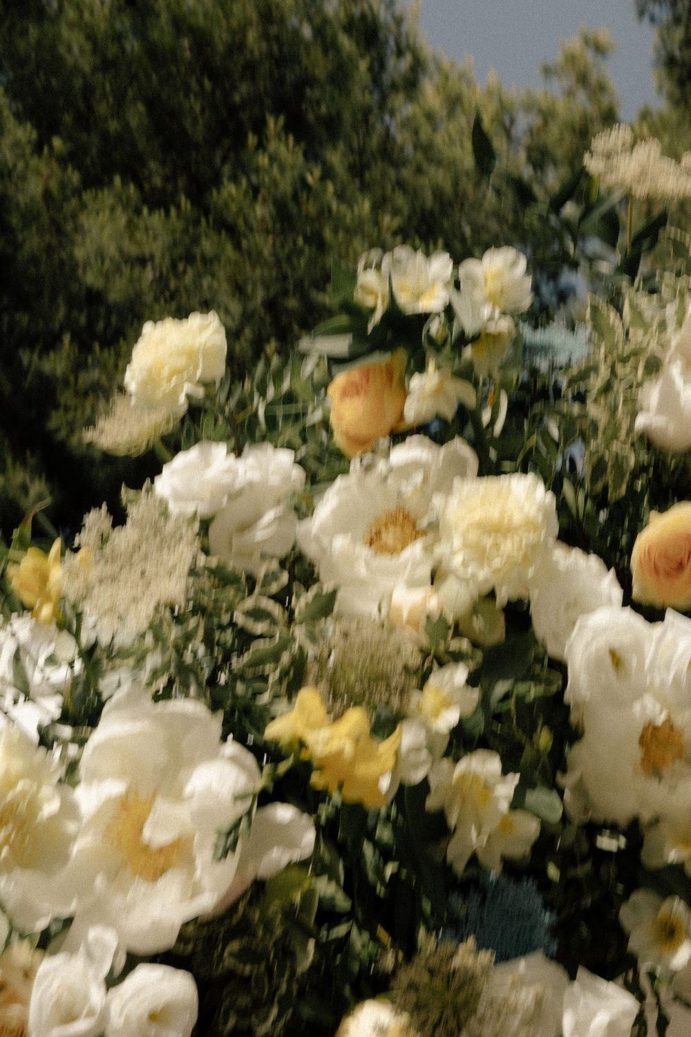 Close-up of white and peach garden roses in full bloom. Ktima Deda, Thessaloniki, Greece.